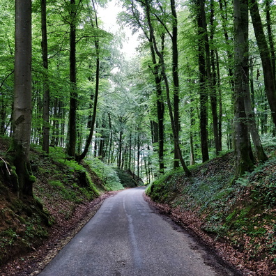 Enchanted forest between Septfontaines and Schweich