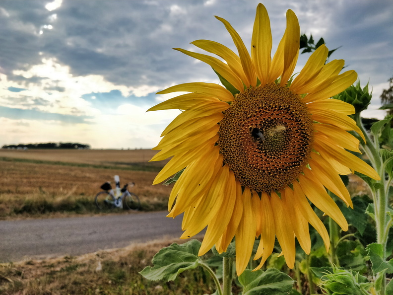 Sunflower