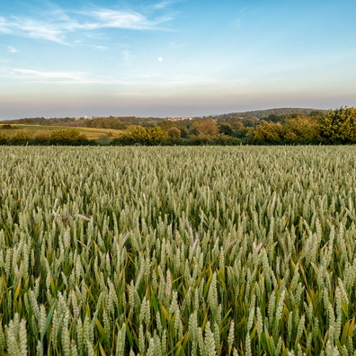 Field near Hivange