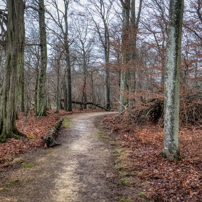 Forest near Koerich