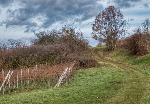 Hike Rosheim/Bischoffsheim
