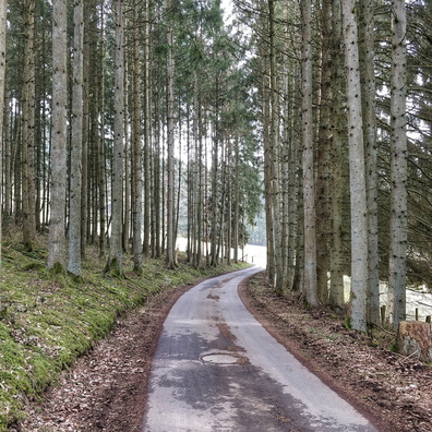 Forest near Wincrange