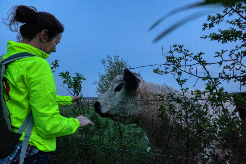 Cow socialising