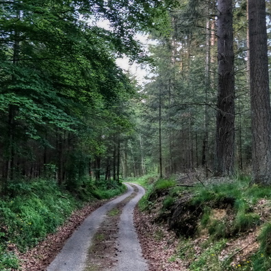 Forest track near Lintgen