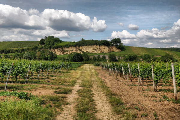 Vineyards near Palzem