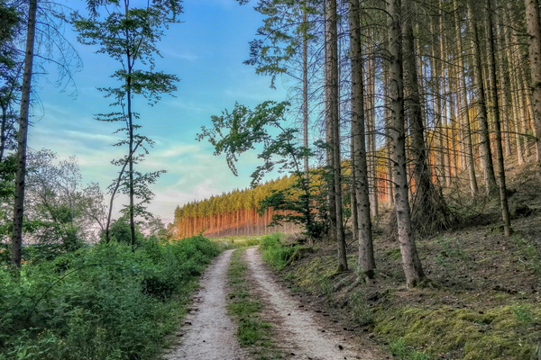 Forest track near Beckerich