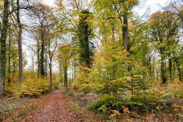 Autumn colours