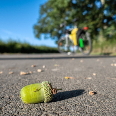 Collision with an acorn