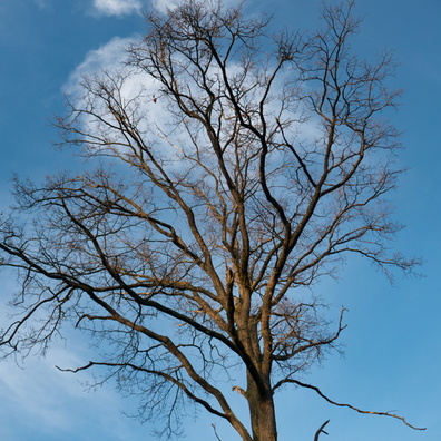 Winter tree