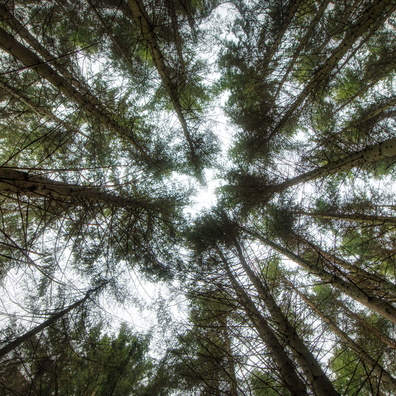 Looking up in the forest