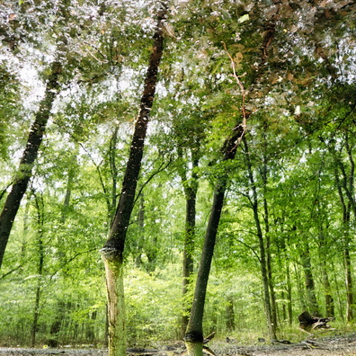 Trees reflected in water