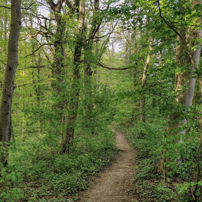 Forest path near Itzig