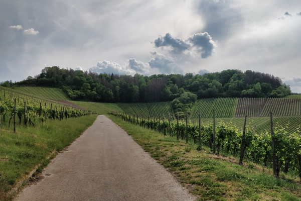 Vineyards near the Moselle