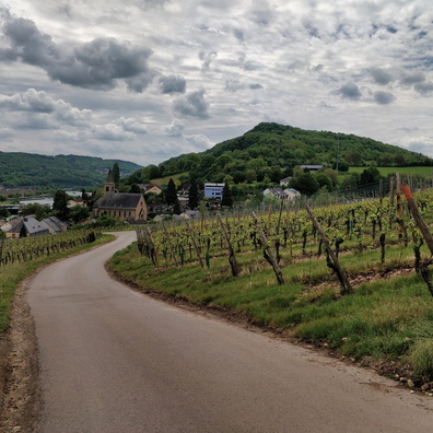 Vineyards near Schengen