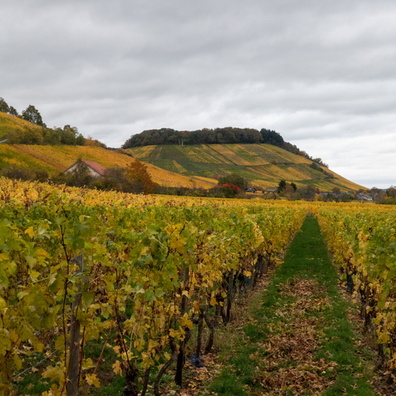 Moselle vineyards near Schengen