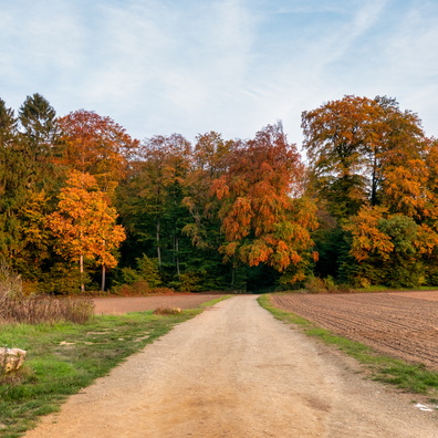 Golden hour on gold trees