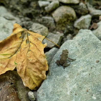 Tiny frog