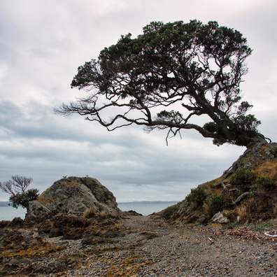 Tree at the shore