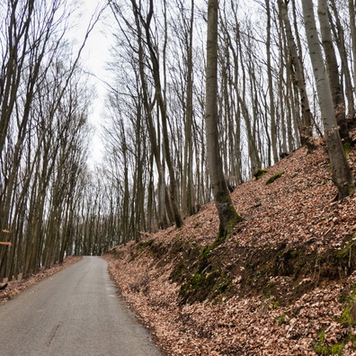 Asphalt track near Echternach