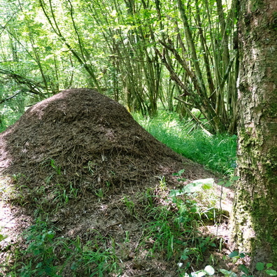 Ant colony in Betebuerger Bësch