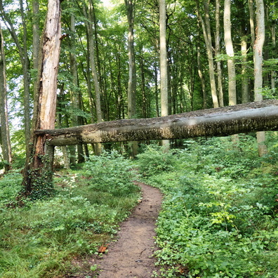 Forest near Kleinbettingen