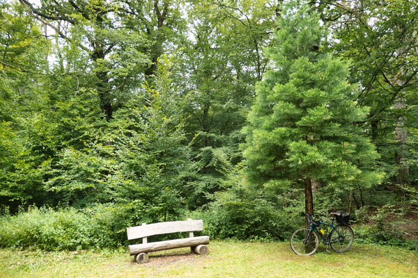 Two Sequoia near Hassel