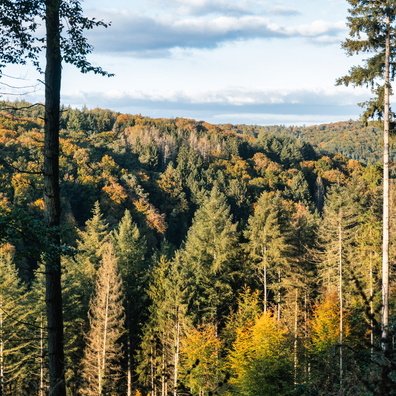 Äischdall forest view near Hunnebur