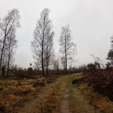 Forest near Eischen