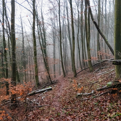 Path near Senningen