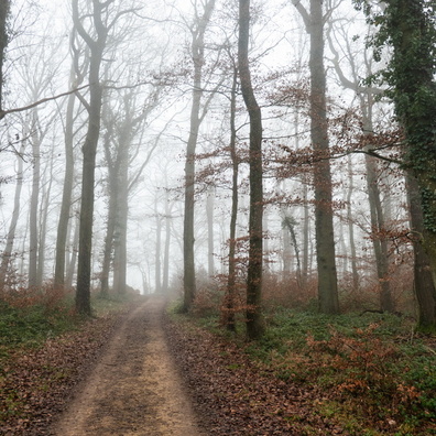 Winter fog near Mamer