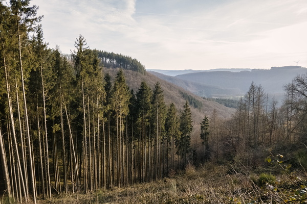 Forest view near Lellingen