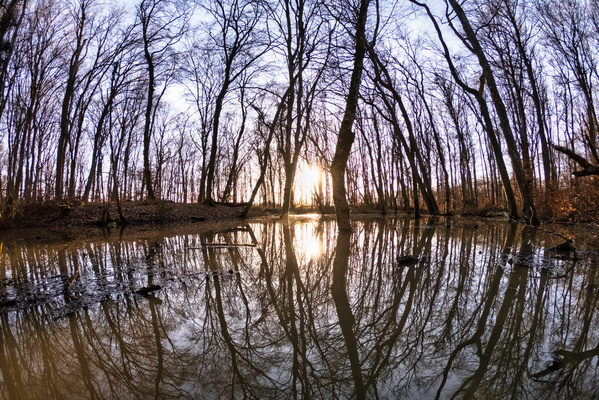 Swamp near Belgium border