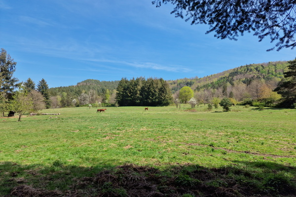 Hiking in La Petite-Pierre