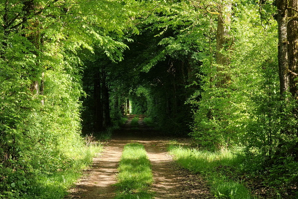 Tunnel in the forest