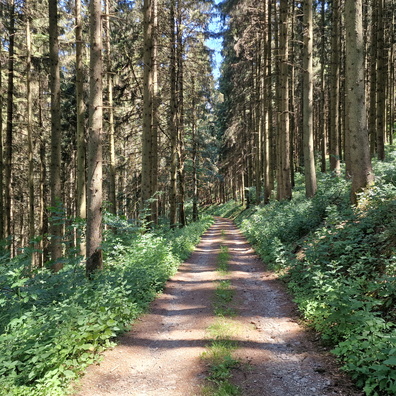 Forest track near Neunhausen