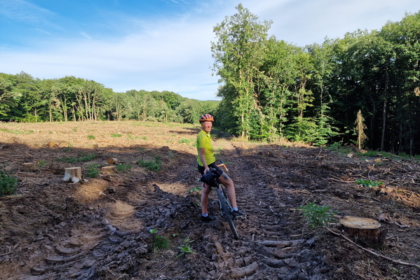 Forestry works damage