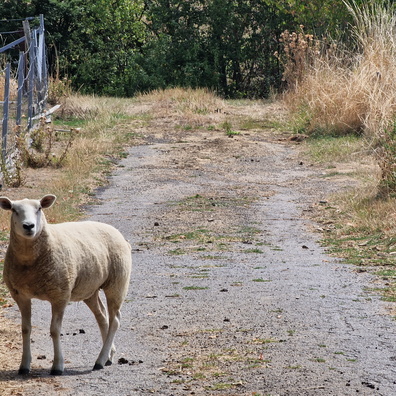 A free sheep