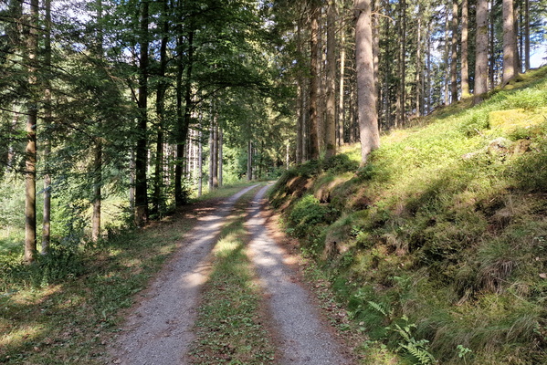 Forest track near Perlé