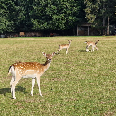 Deers