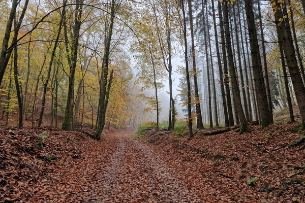 Fog in the forest between Itzig and Hesperange