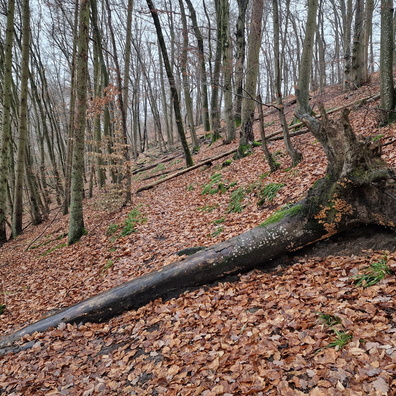 Fallen trees