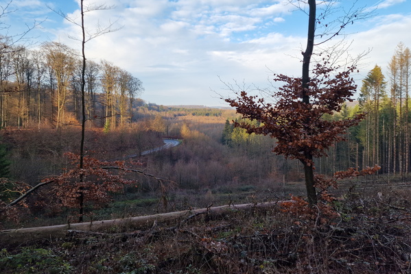 Viewpoint in Grünewald