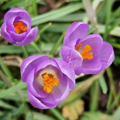 Early spring in the Moselle valley