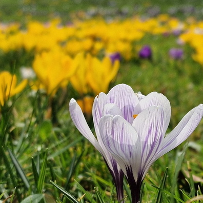 Flowers in the city park