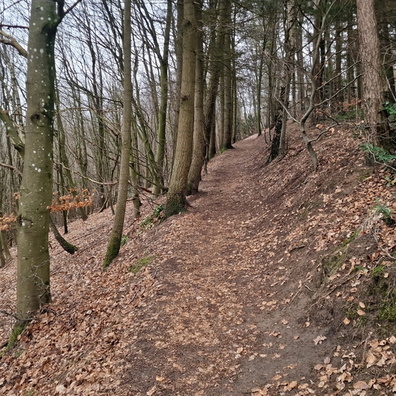 Forest near Sandweiler