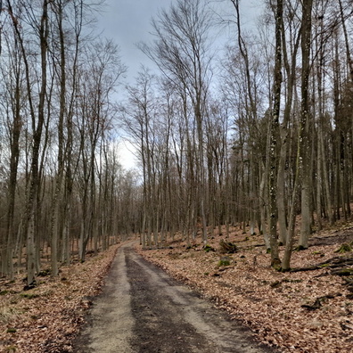 Foret track near Mensdorf