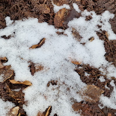 Snow in Grünewald