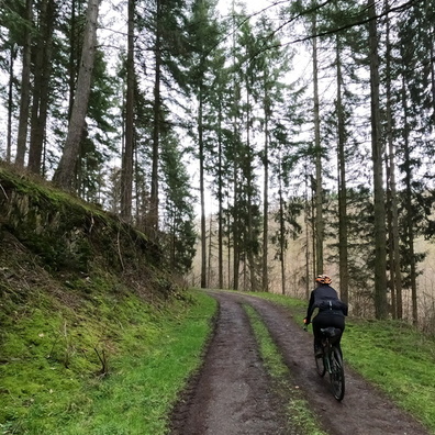 Forest track near Lellingen