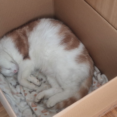 Timmy sleeping in his box