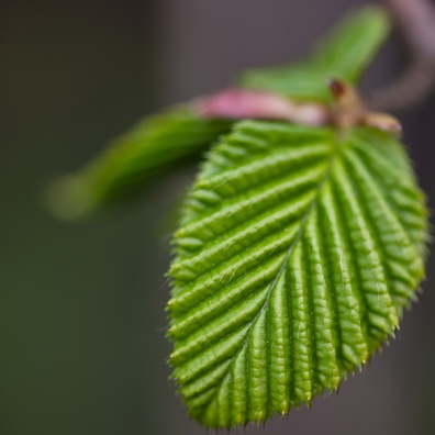 Young leaf